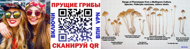 Галлюциногенные грибы мицелий  OMG ТОР  Александровское 